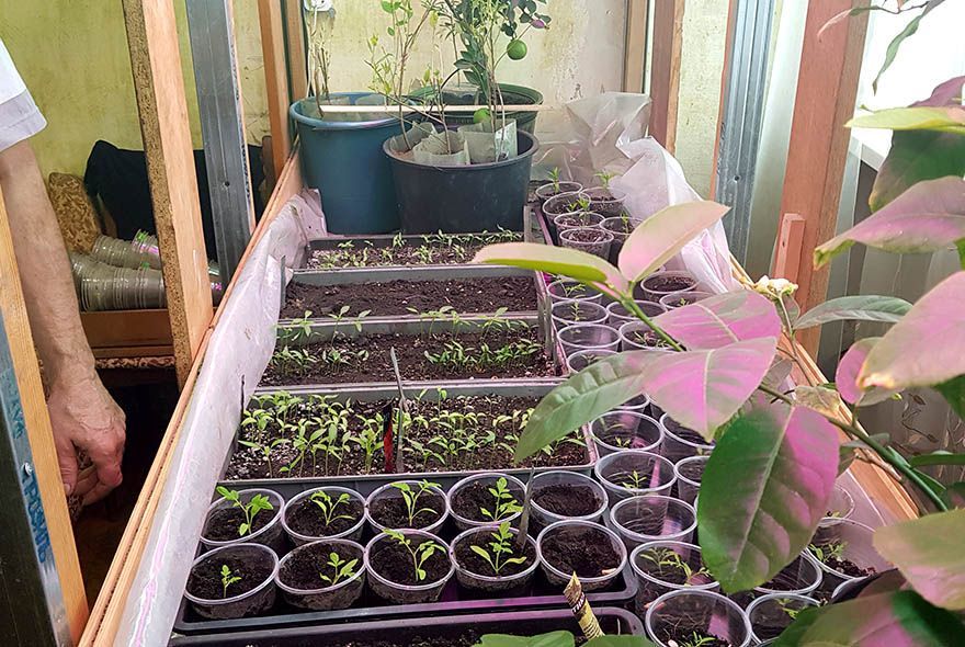 Если рассада вытягивается