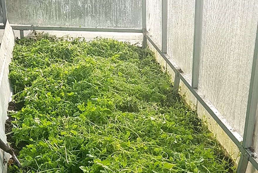 Зачем в теплице сажать сидераты