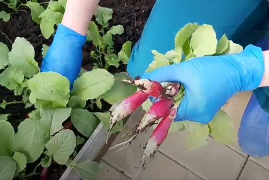 Как вырастить редис в теплице