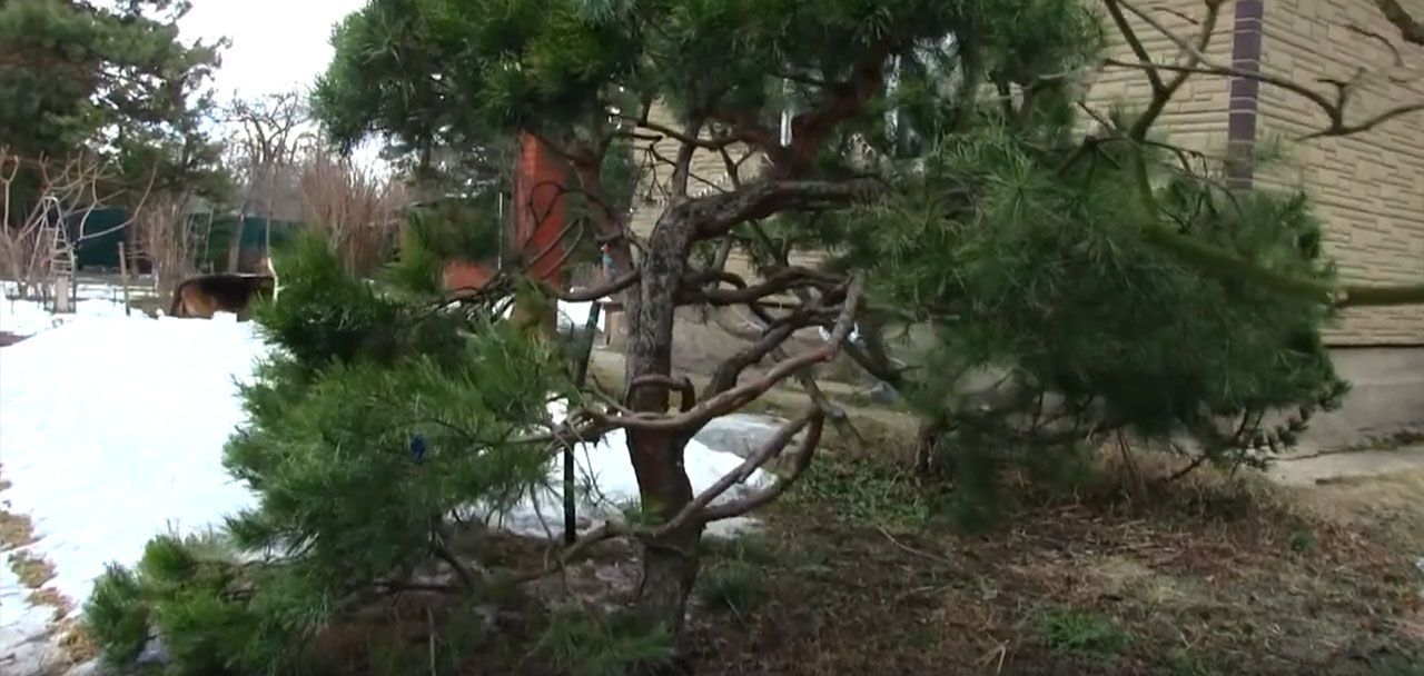 Хвойная поддержка растений