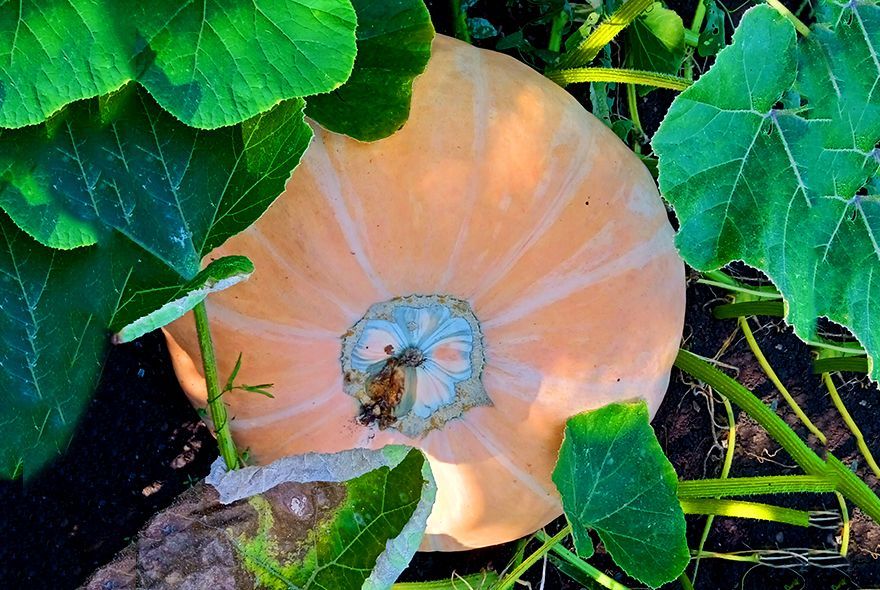 Золотая тыква