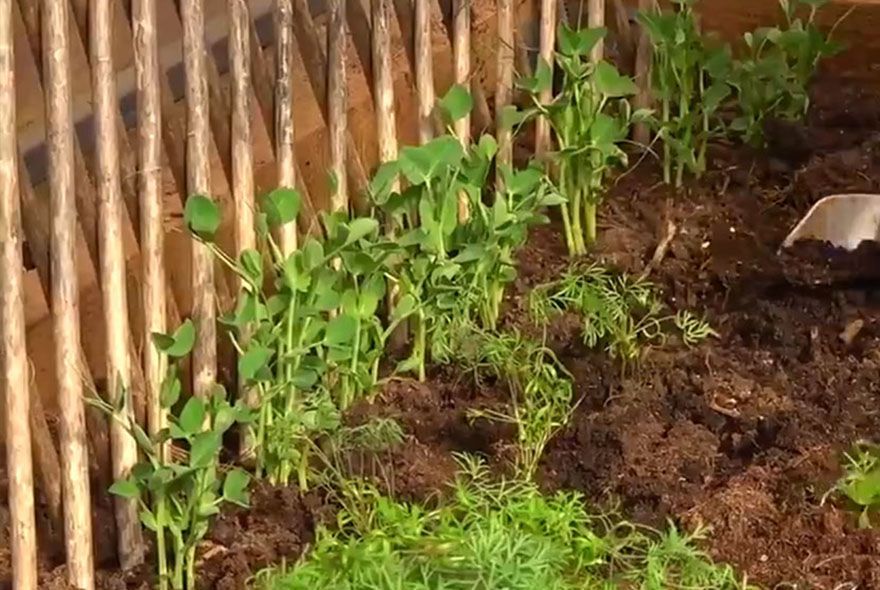 Укроп в стаканах