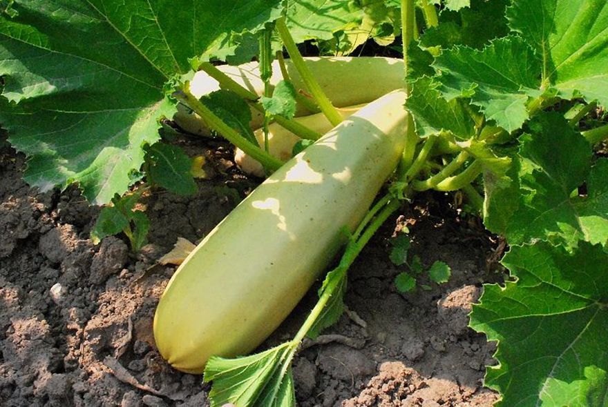 Сажаем кабачки осенью 