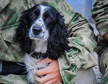 В Пензу приехали кинологи