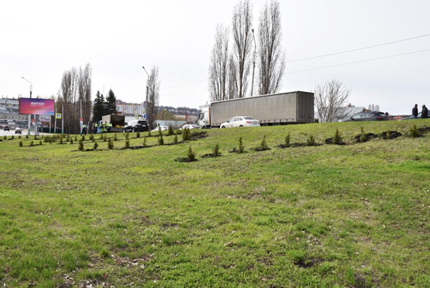 В Пензе у «Глобуса» посадили туи