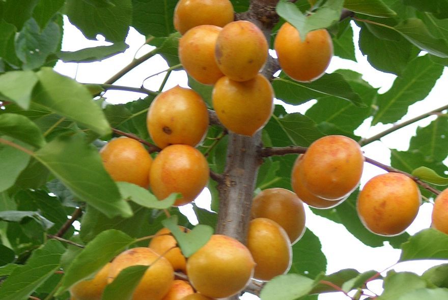 Как вырастить алычу в Пензе 