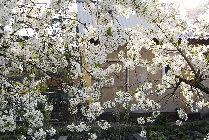 Как сохранить вишневый сад