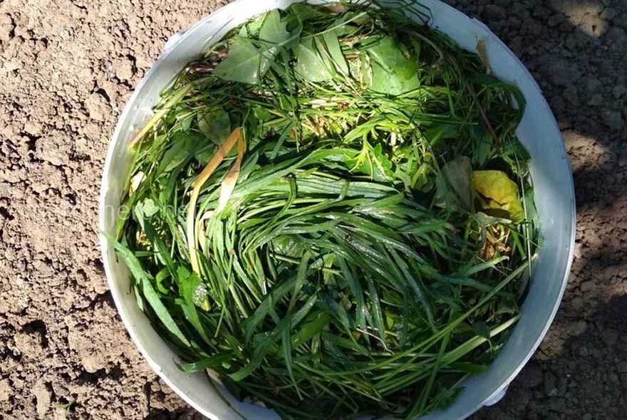 Зеленое удобрение: плюсы и минусы 