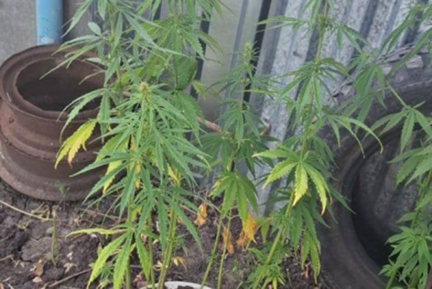 Пензенец выращивал на приусадебном участке коноплю