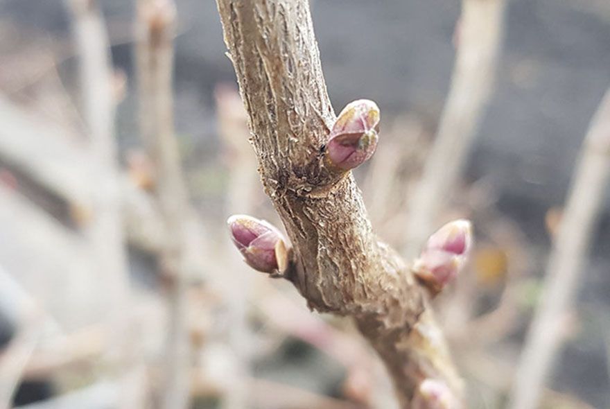 Спят, но не дремлют