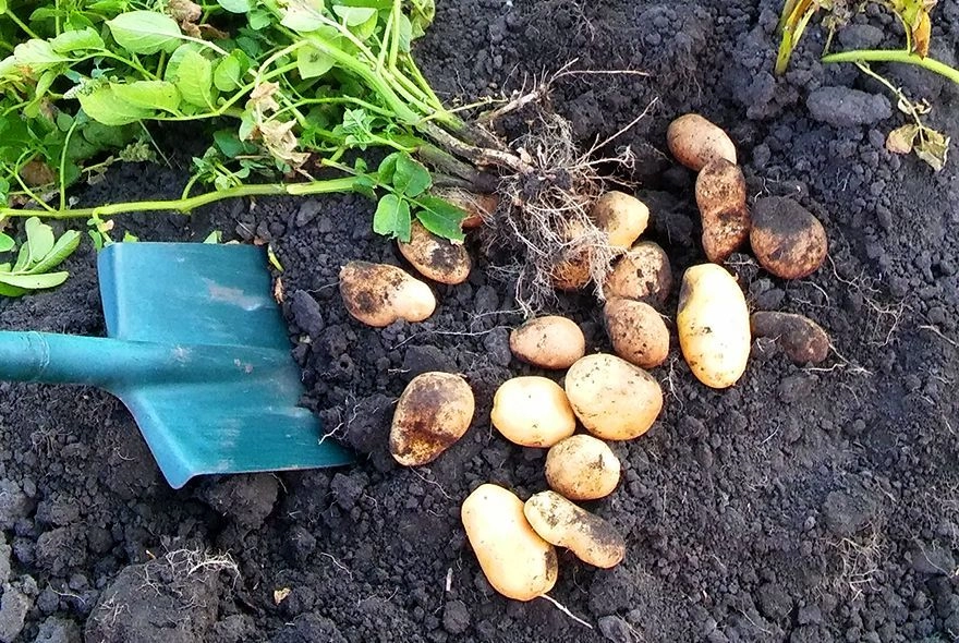 Картошку копать или еще подождать?