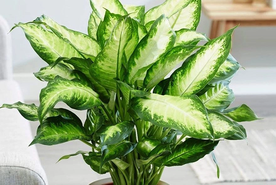 Какие комнатные растения очищают воздух