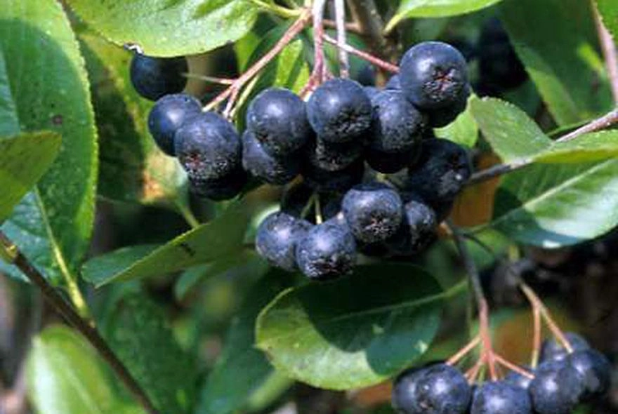 Чем полезна черноплодка