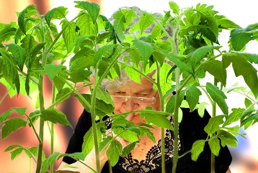 Рассада: растет, но не радует