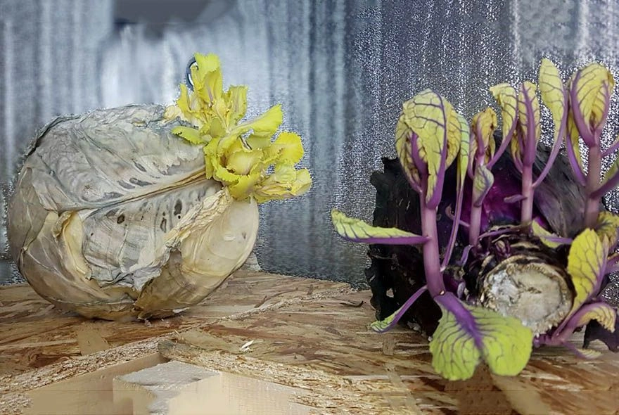 Такая красота не радует