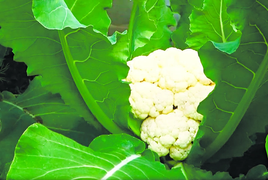 Как получить хороший урожай цветной капусты