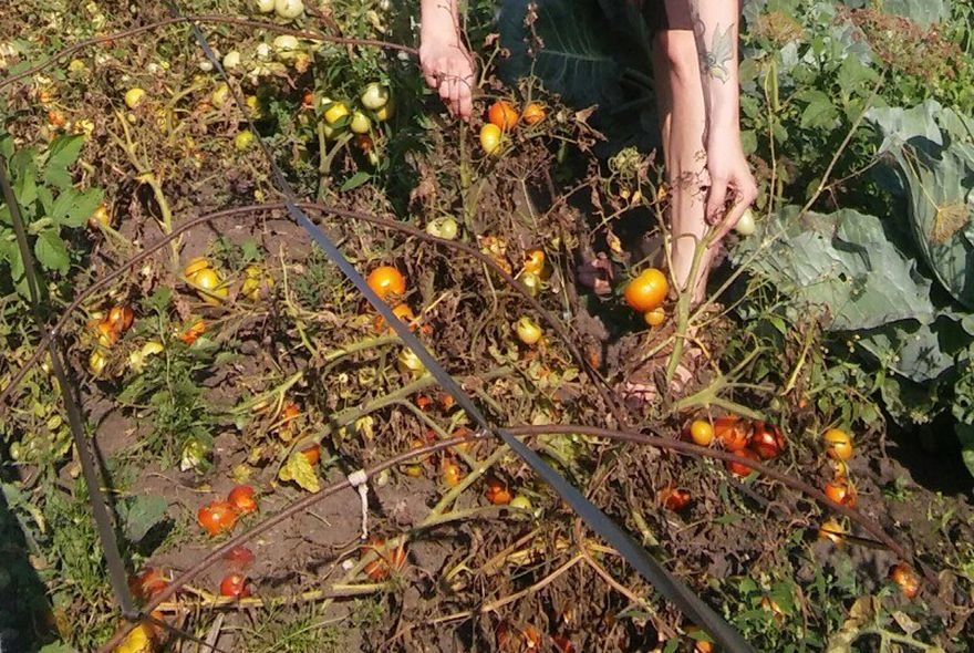 Как бороться с фитофторой