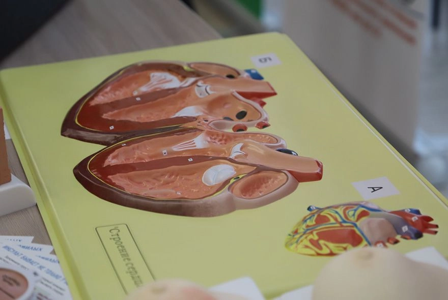 Пензенский нарколог рассказал о «бычьем сердце»