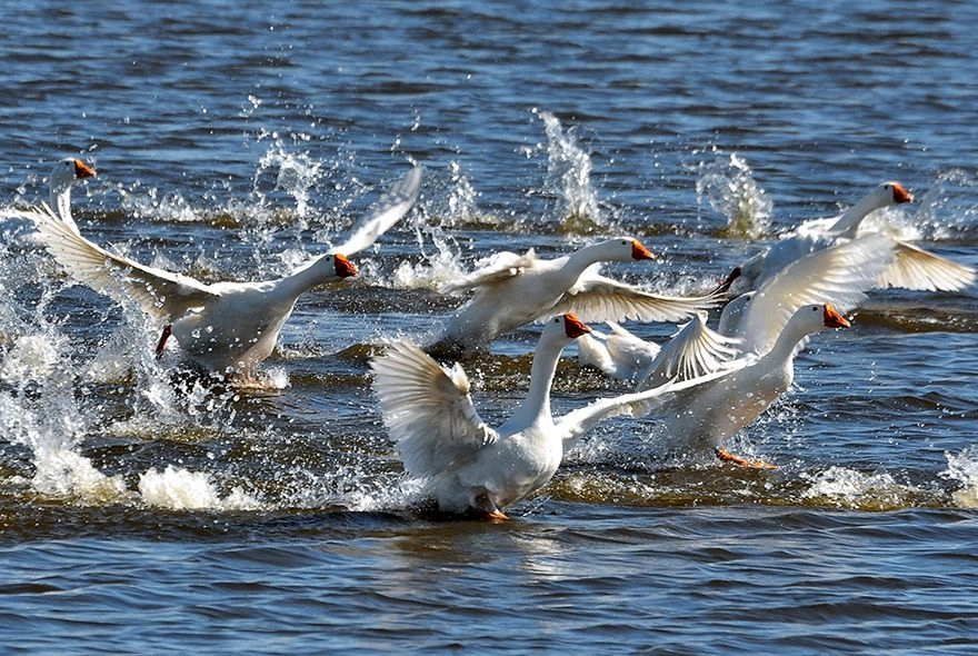 Более 200 заявлений подали пензенские охотники через Госуслуги