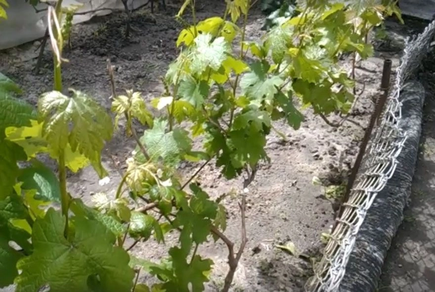 Виноградник: следим за пробуждением