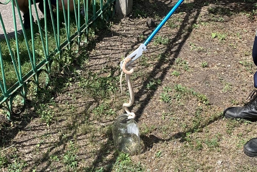 В Пензе около детского сада отловили змею 
