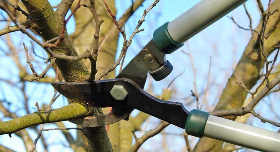 Не забудьте о весенней обрезке сада