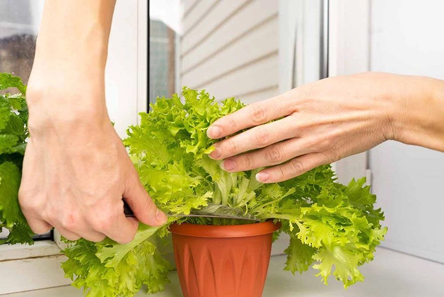 Салат на кухонном окне