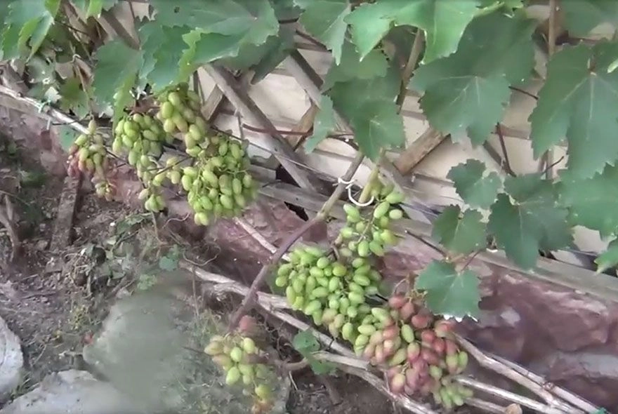 Зачем удалять листья у винограда