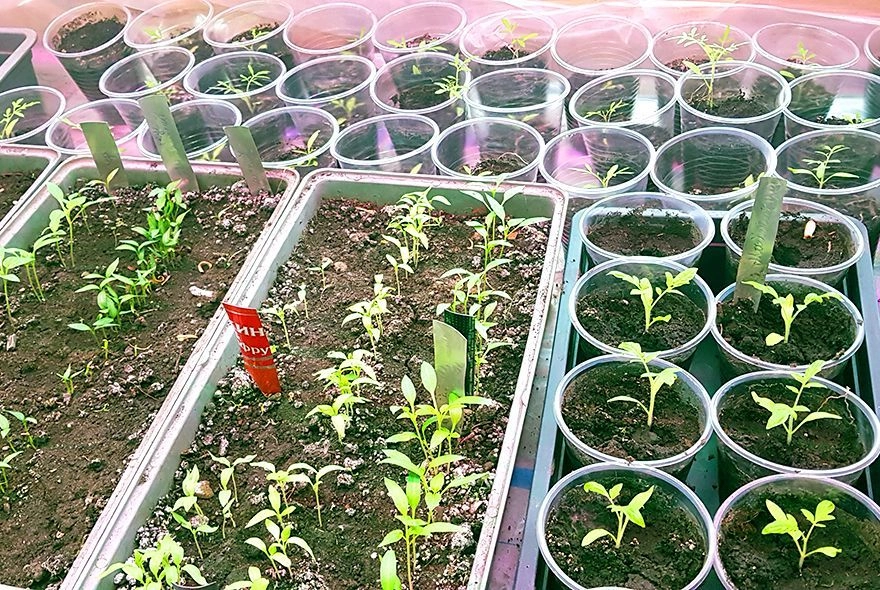 Мошки на рассаде