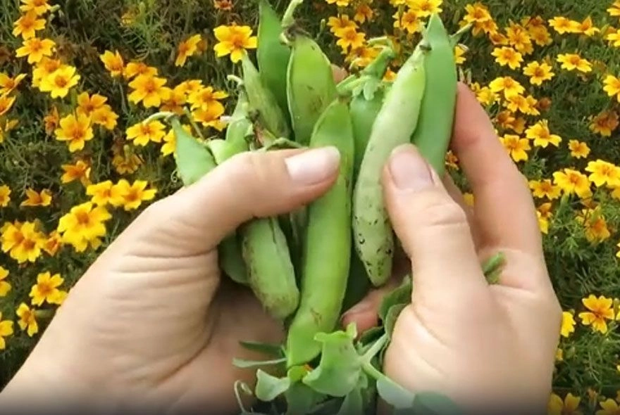 Какой горох покупать?