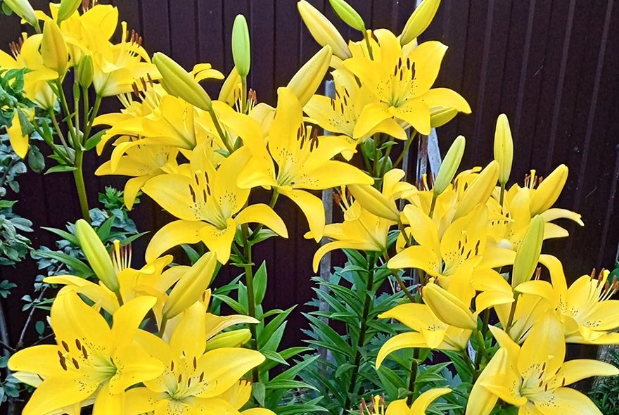 Осенний «переезд» лилий