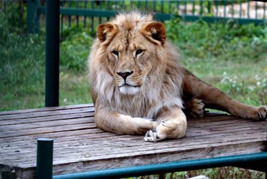 Афиша на неделю: в пензенском зоопарке – «День льва»