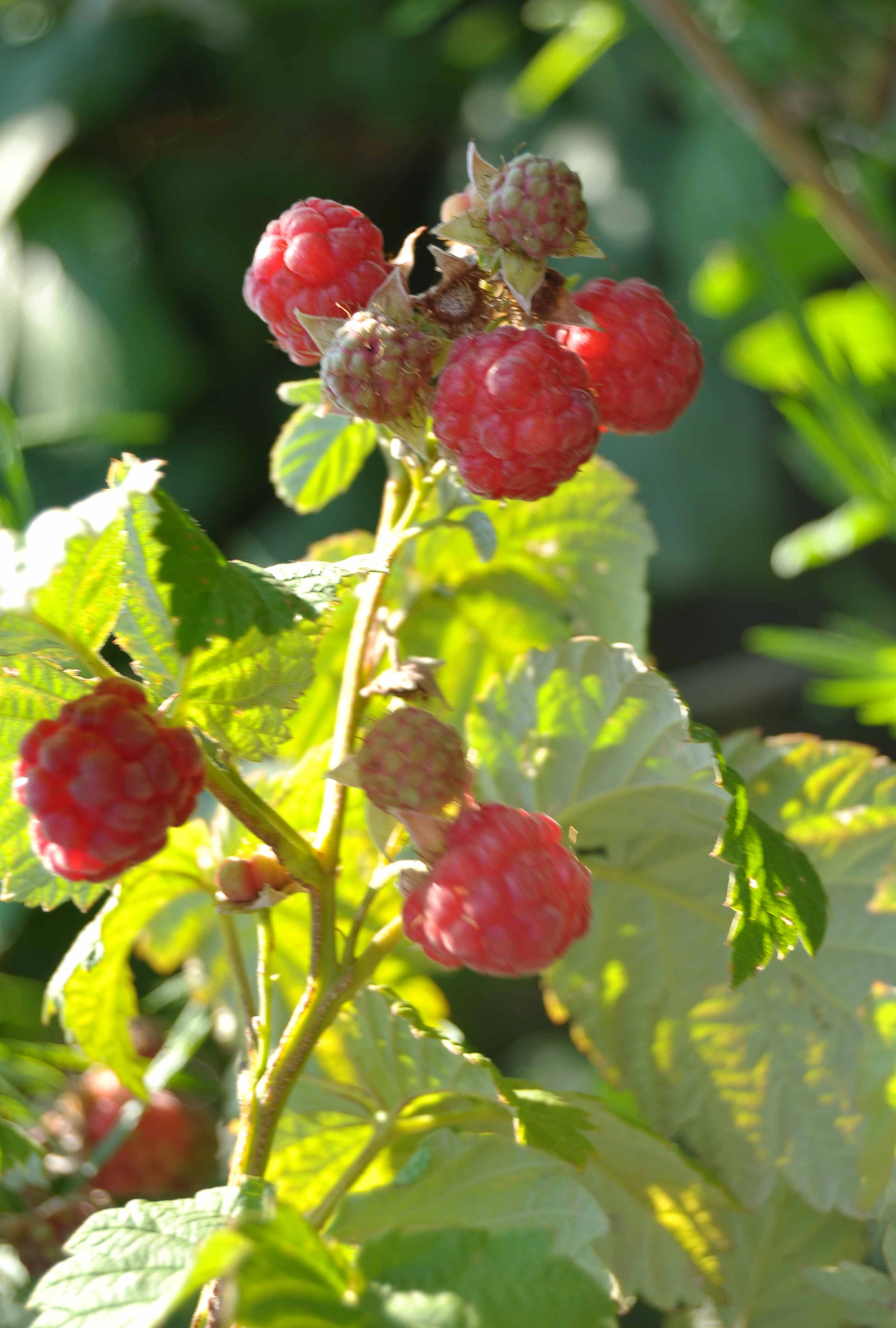 «Ненормальная» малина