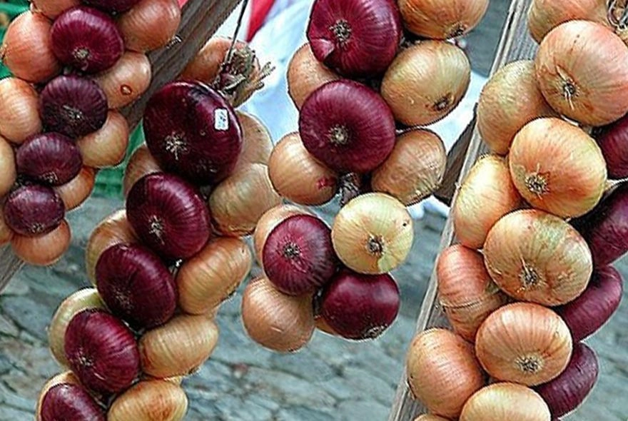 Как сохранить лук?