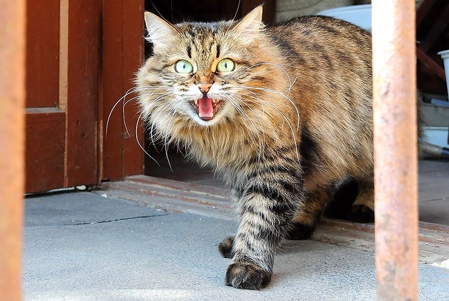 Цветы и кошки