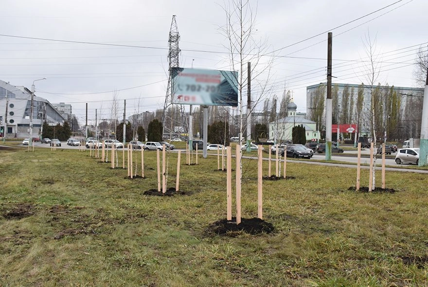 В  Арбеково посадили более 160 деревьев