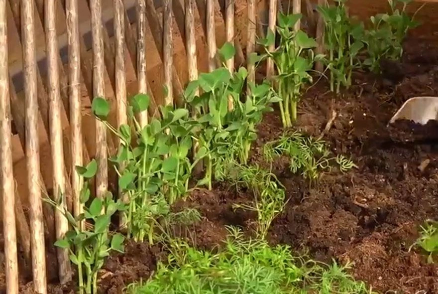 Укроп в стаканах