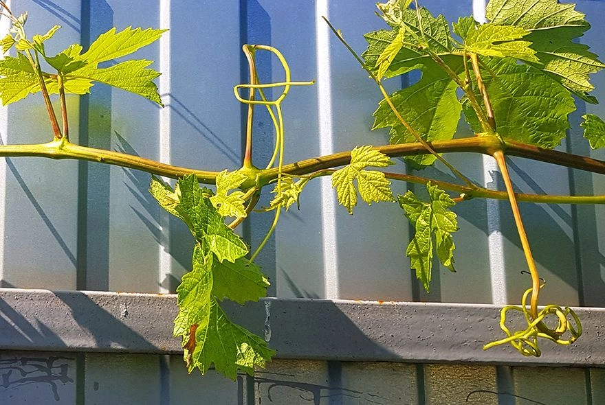 Виноград: пора проводить чеканку