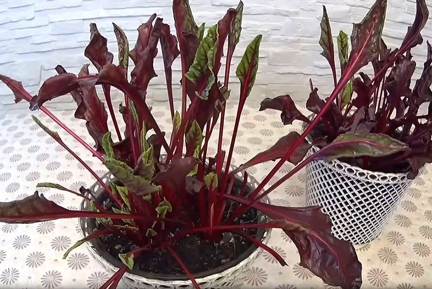 Свекла на выгонку