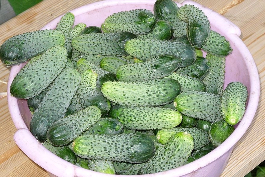 Зачем поливать огурцы молоком